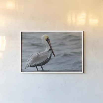 Brown Pelican by Nathan Larson. shown as a paper print in a white frame. Available as a archival giclee rolled canvas, fine art paper, or poster print. SKU 97883i.