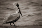 Brown Pelican by Nathan Larson. SKU 97884i. Archival Giclee Fine art print for wall decor.