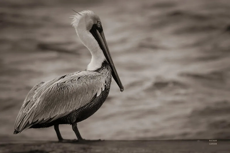 Brown Pelican by Nathan Larson. SKU 97884i. Archival Giclee Fine art print for wall decor.
