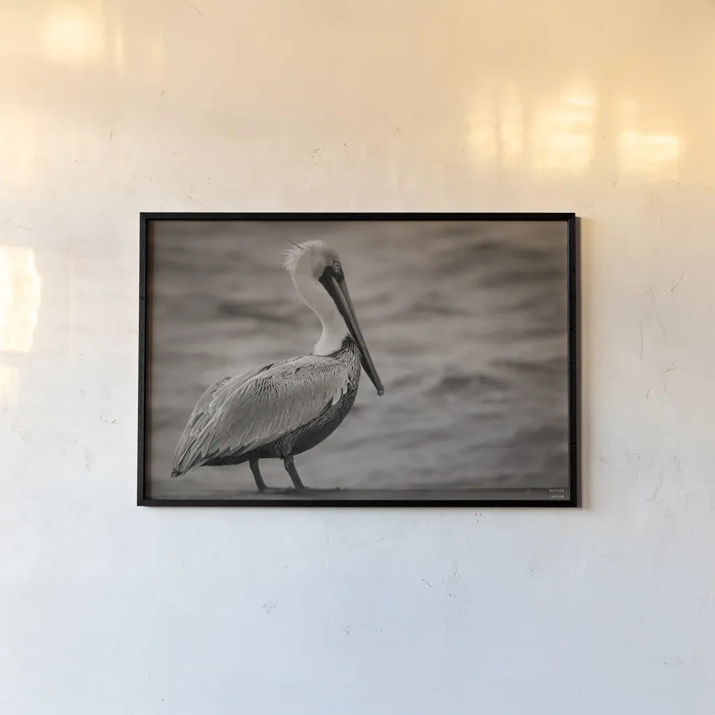 Brown Pelican by Nathan Larson. shown as a paper print in a black flame. Available as a archival giclee rolled canvas, fine art paper, or poster print. SKU 97884i.