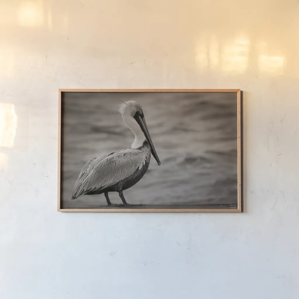 Brown Pelican by Nathan Larson. shown as a paper print in a natural frame. Available as a archival giclee rolled canvas, fine art paper, or poster print. SKU 97884i.