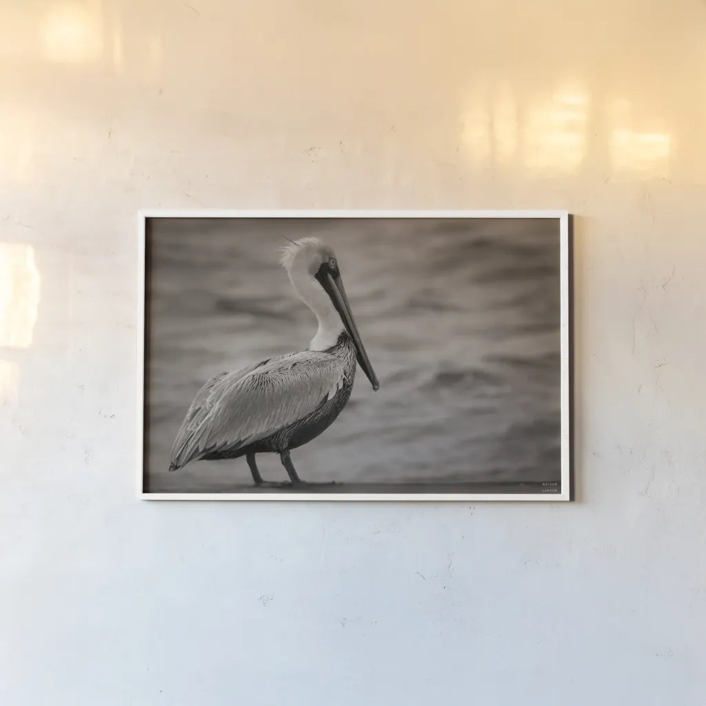 Brown Pelican by Nathan Larson. shown as a paper print in a white frame. Available as a archival giclee rolled canvas, fine art paper, or poster print. SKU 97884i.