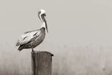 Brown Pelican Sepia by Nathan Larson. SKU 104266i. Archival Giclee Fine art print for wall decor.