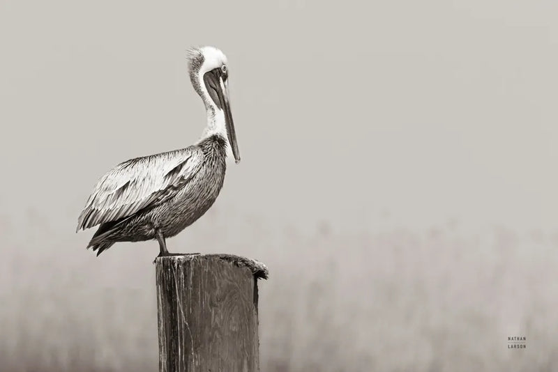 Brown Pelican Sepia by Nathan Larson. SKU 104266i. Archival Giclee Fine art print for wall decor.