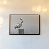 Brown Pelican Sepia by Nathan Larson. shown as a paper print in a black flame. Available as a archival giclee rolled canvas, fine art paper, or poster print. SKU 104266i.