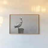Brown Pelican Sepia by Nathan Larson. shown as a paper print in a natural frame. Available as a archival giclee rolled canvas, fine art paper, or poster print. SKU 104266i.