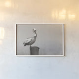 Brown Pelican Sepia by Nathan Larson. shown as a paper print in a white frame. Available as a archival giclee rolled canvas, fine art paper, or poster print. SKU 104266i.