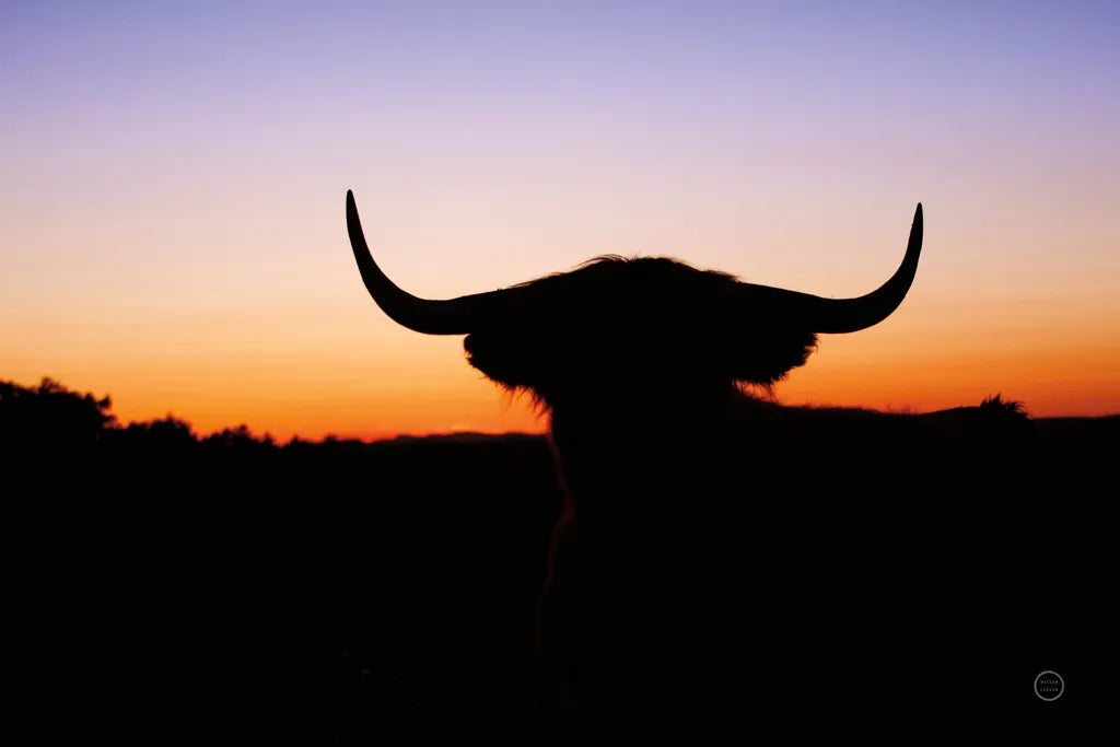 Bull Set by Nathan Larson. SKU 70279i. Archival Giclee Fine art print for wall decor.