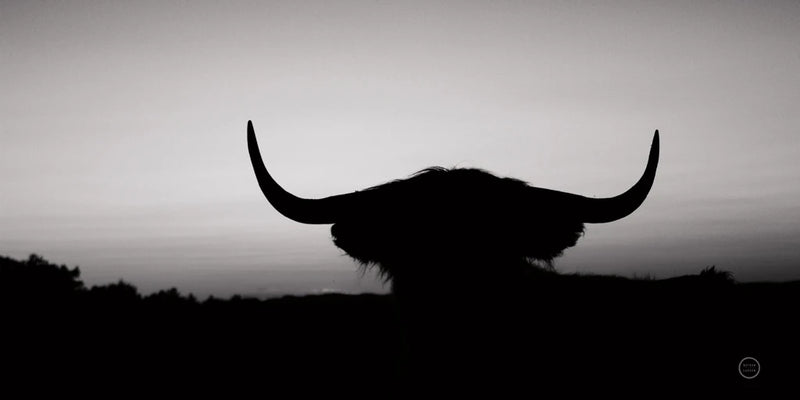 Bull Set BW Crop by Nathan Larson