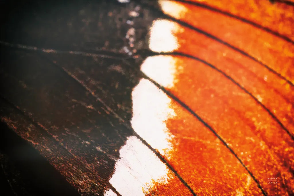 Butterly Effect II by Nathan Larson. SKU 96859i. Archival Giclee Fine art print for wall decor.