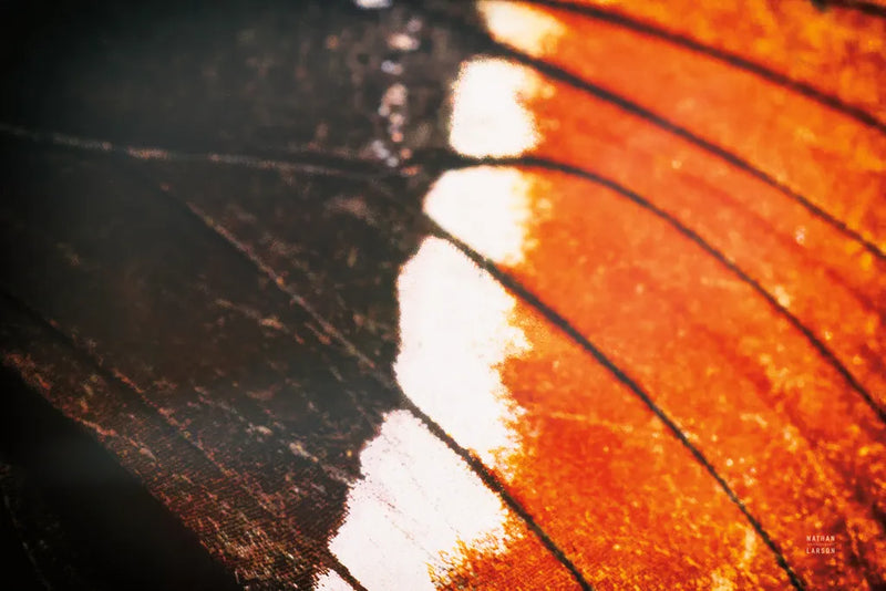 Butterly Effect II by Nathan Larson. SKU 96859i. Archival Giclee Fine art print for wall decor.