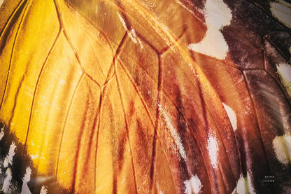 Butterly Effect IV by Nathan Larson. SKU 96861i. Archival Giclee Fine art print for wall decor.