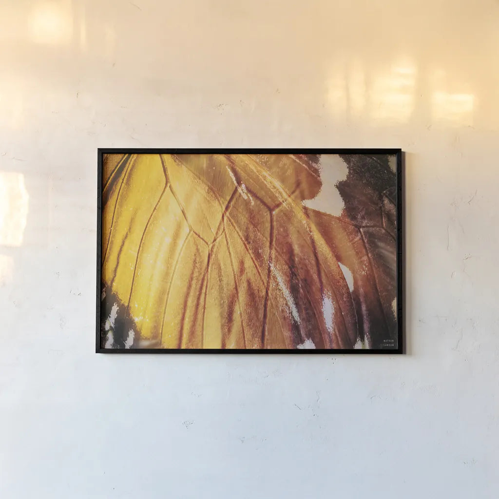 Butterly Effect IV by Nathan Larson. shown as a paper print in a black flame. Available as a archival giclee rolled canvas, fine art paper, or poster print. SKU 96861i.