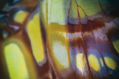 Butterly Effect XII by Nathan Larson. SKU 96860i. Archival Giclee Fine art print for wall decor.