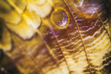 Butterly Effect XVII by Nathan Larson. SKU 96863i. Archival Giclee Fine art print for wall decor.