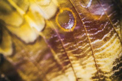 Butterly Effect XVII by Nathan Larson. SKU 96863i. Archival Giclee Fine art print for wall decor.