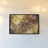 Butterly Effect XVII by Nathan Larson. shown as a paper print in a black flame. Available as a archival giclee rolled canvas, fine art paper, or poster print. SKU 96863i.