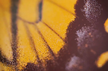 Butterly Effect XXIII by Nathan Larson. SKU 96862i. Archival Giclee Fine art print for wall decor.