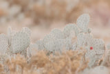 Cactus Sunset by Nathan Larson. SKU 103244i. Archival Giclee Fine art print for wall decor.