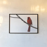 Cardinal on the Mississippi by Nathan Larson. shown as a paper print in a black flame. Available as a archival giclee rolled canvas, fine art paper, or poster print. SKU 98335i.