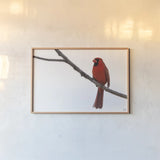 Cardinal on the Mississippi by Nathan Larson. shown as a paper print in a natural frame. Available as a archival giclee rolled canvas, fine art paper, or poster print. SKU 98335i.