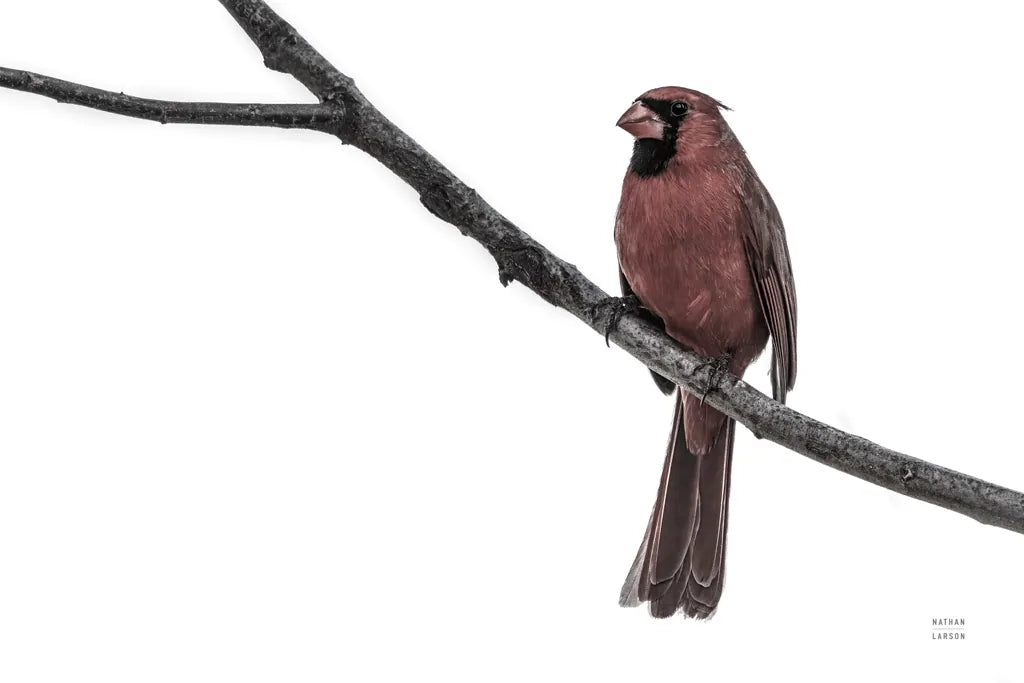 Cardinal on the Mississippi Neutral by Nathan Larson. SKU 98336i. Archival Giclee Fine art print for wall decor.