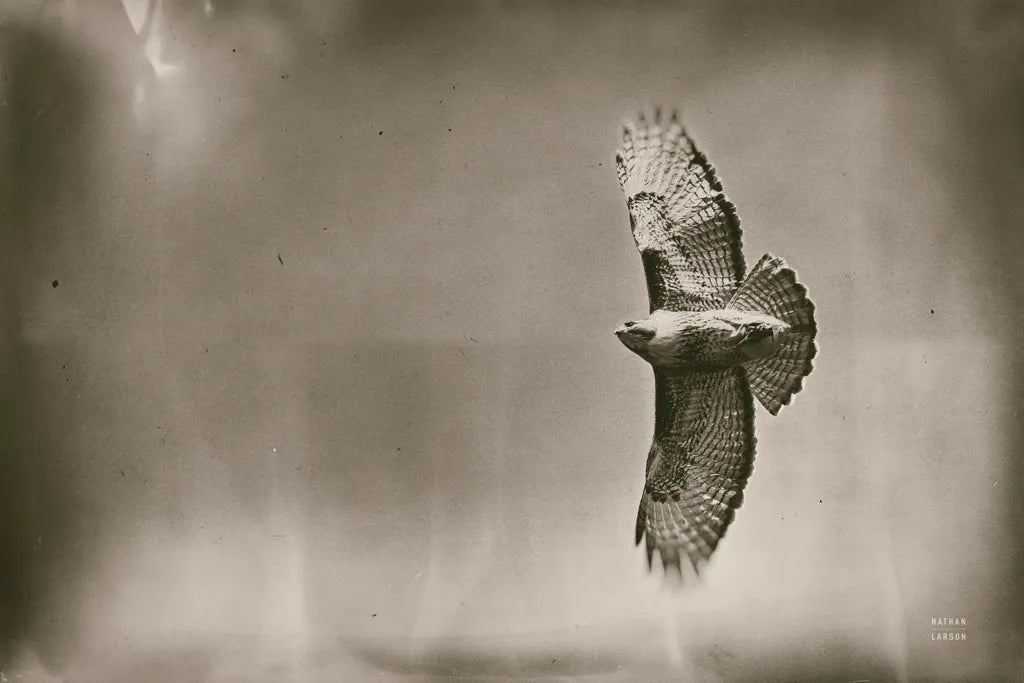 Catch and Fly by Nathan Larson. SKU 83986i. Archival Giclee Fine art print for wall decor.