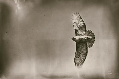 Catch and Fly by Nathan Larson. SKU 83986i. Archival Giclee Fine art print for wall decor.