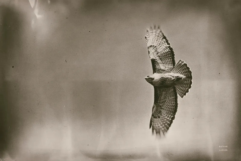 Catch and Fly by Nathan Larson. SKU 83986i. Archival Giclee Fine art print for wall decor.