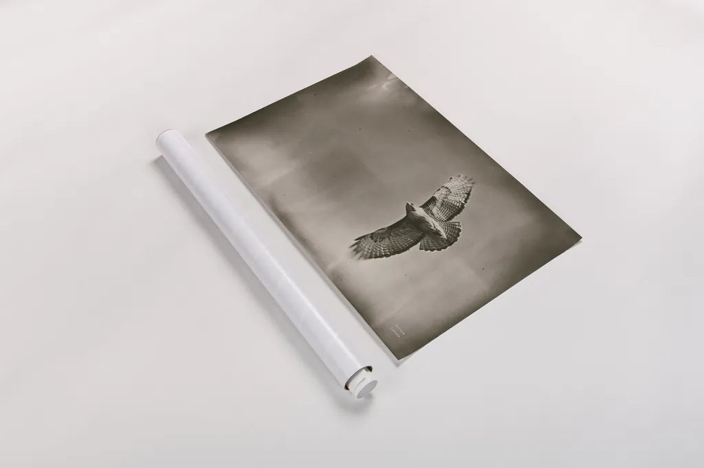 Catch and Fly by Nathan Larson. shown as a rolled paper print. Available as archival giclee rolled canvas, fine art paper, or poster print. SKU 83986i.