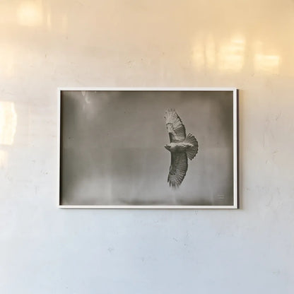 Catch and Fly by Nathan Larson. shown as a paper print in a white frame. Available as a archival giclee rolled canvas, fine art paper, or poster print. SKU 83986i.