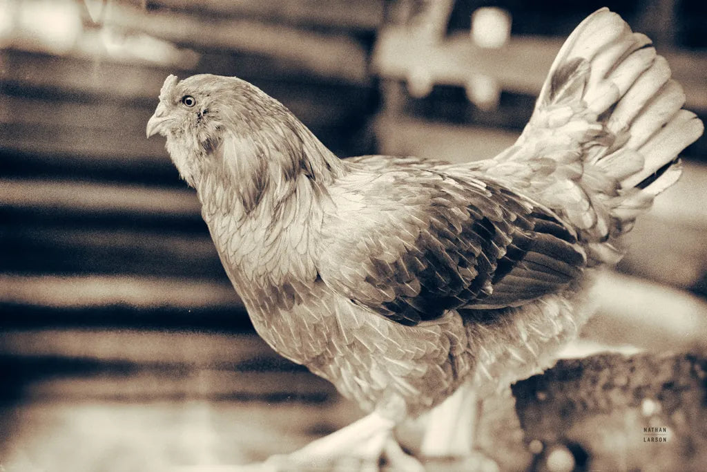 Chicken Barn I by Nathan Larson. SKU 97955i. Archival Giclee Fine art print for wall decor.