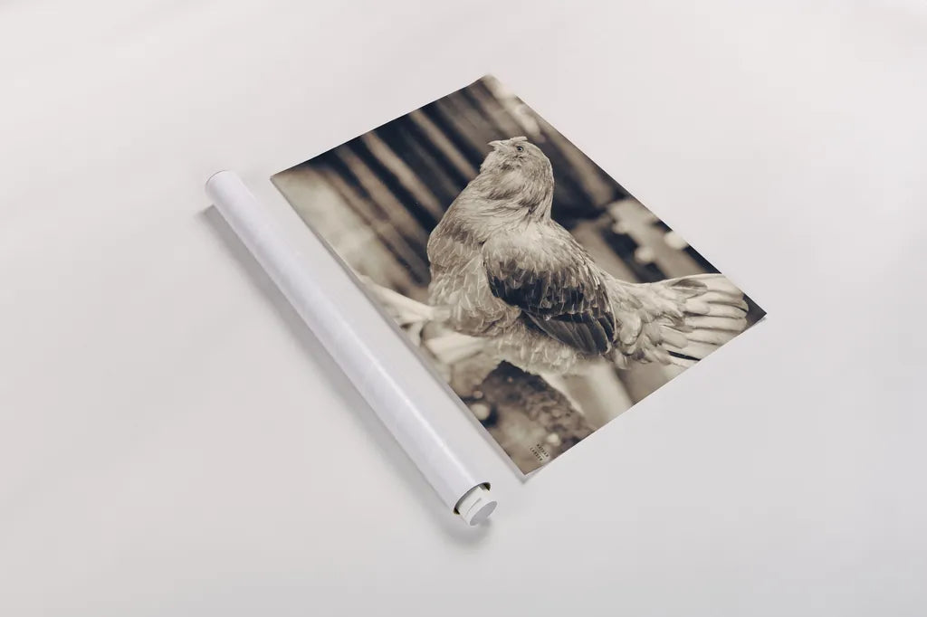 Chicken Barn I by Nathan Larson. shown as a rolled paper print. Available as archival giclee rolled canvas, fine art paper, or poster print. SKU 97955i.