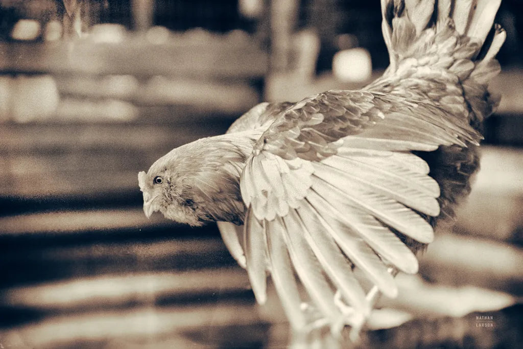 Chicken Barn II by Nathan Larson. SKU 97956i. Archival Giclee Fine art print for wall decor.