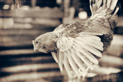 Chicken Barn II by Nathan Larson. SKU 97956i. Archival Giclee Fine art print for wall decor.