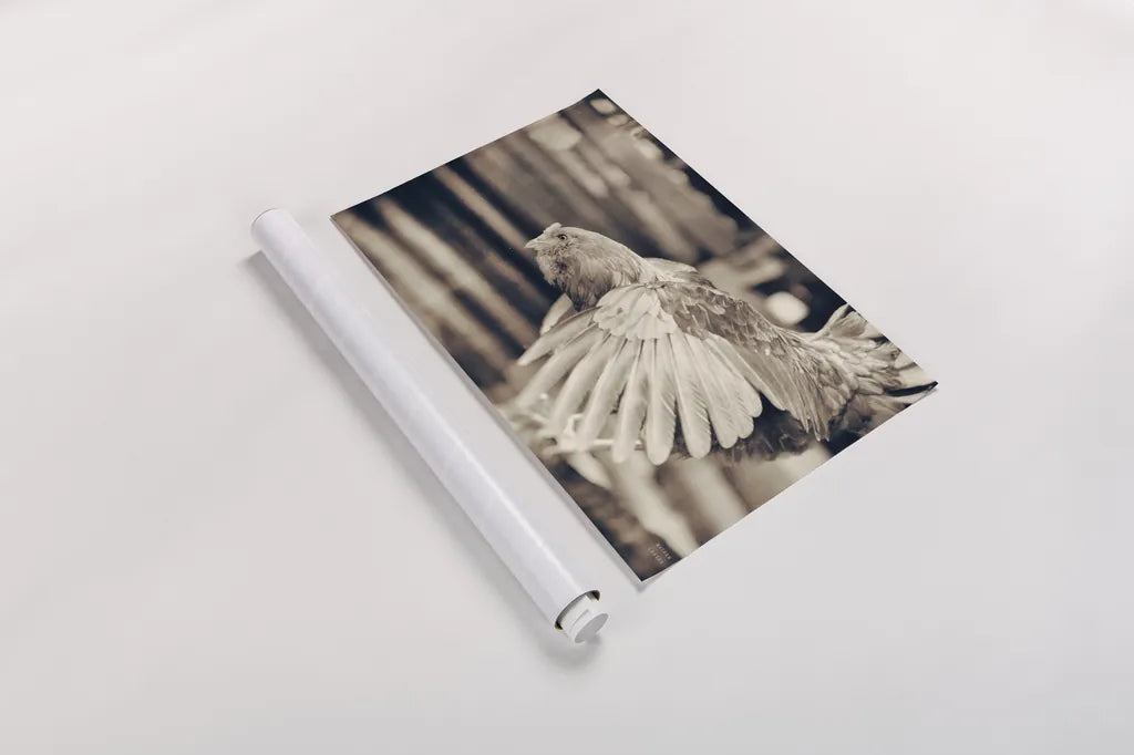 Chicken Barn II by Nathan Larson. shown as a rolled paper print. Available as archival giclee rolled canvas, fine art paper, or poster print. SKU 97956i.