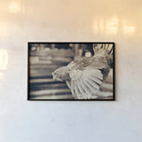 Chicken Barn II by Nathan Larson. shown as a paper print in a black flame. Available as a archival giclee rolled canvas, fine art paper, or poster print. SKU 97956i.