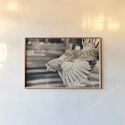 Chicken Barn II by Nathan Larson. shown as a paper print in a natural frame. Available as a archival giclee rolled canvas, fine art paper, or poster print. SKU 97956i.