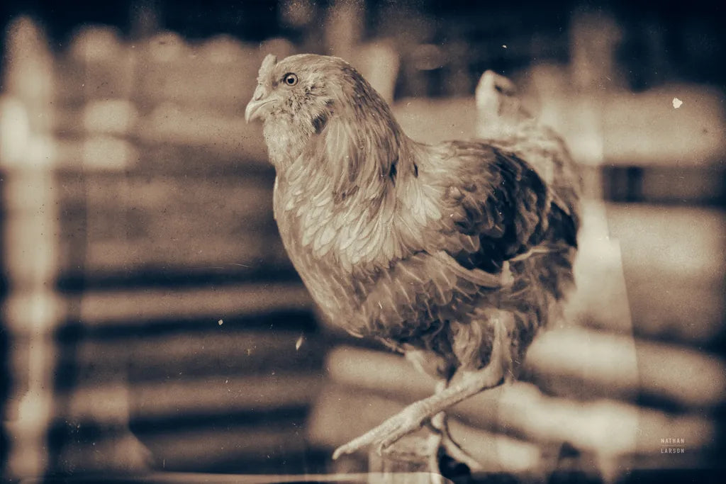 Chicken Barn III by Nathan Larson. SKU 97957i. Archival Giclee Fine art print for wall decor.