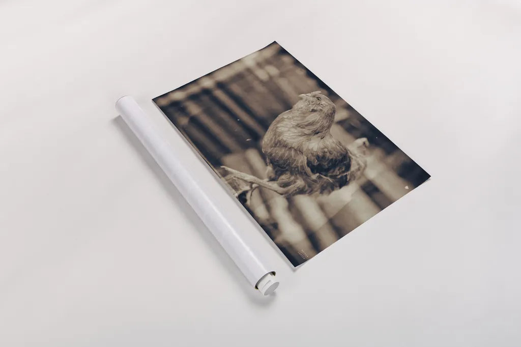 Chicken Barn III by Nathan Larson. shown as a rolled paper print. Available as archival giclee rolled canvas, fine art paper, or poster print. SKU 97957i.