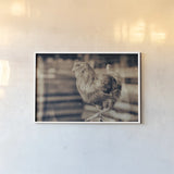 Chicken Barn III by Nathan Larson. shown as a paper print in a white frame. Available as a archival giclee rolled canvas, fine art paper, or poster print. SKU 97957i.
