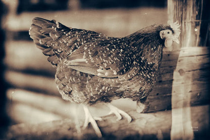 Chicken Barn IV by Nathan Larson. SKU 97958i. Archival Giclee Fine art print for wall decor.