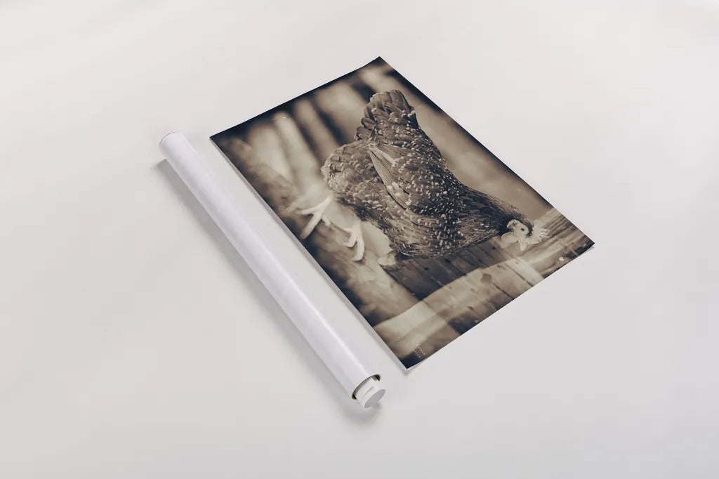 Chicken Barn IV by Nathan Larson. shown as a rolled paper print. Available as archival giclee rolled canvas, fine art paper, or poster print. SKU 97958i.