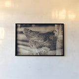 Chicken Barn IV by Nathan Larson. shown as a paper print in a black flame. Available as a archival giclee rolled canvas, fine art paper, or poster print. SKU 97958i.