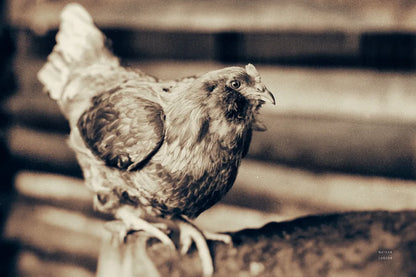 Chicken Barn V by Nathan Larson. SKU 97959i. Archival Giclee Fine art print for wall decor.