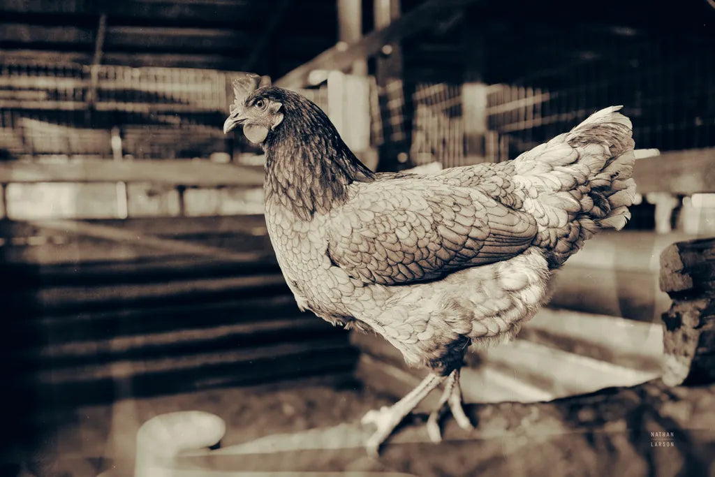 Chicken Barn VI by Nathan Larson. SKU 97960i. Archival Giclee Fine art print for wall decor.