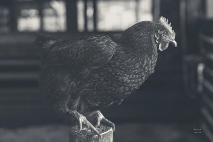 Chicken Watch by Nathan Larson. SKU 97954i. Archival Giclee Fine art print for wall decor.