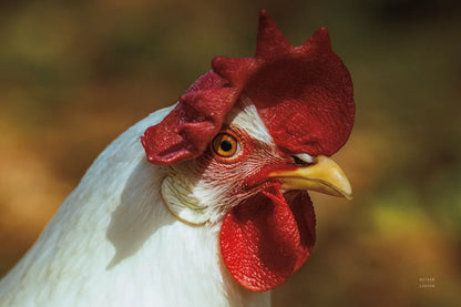 Chicken in the Sun I by Nathan Larson. SKU 97582i. Archival Giclee Fine art print for wall decor.