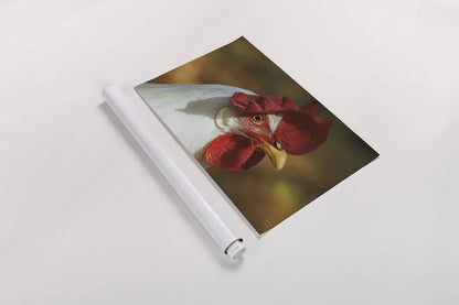 Chicken in the Sun I by Nathan Larson. shown as a rolled paper print. Available as archival giclee rolled canvas, fine art paper, or poster print. SKU 97582i.