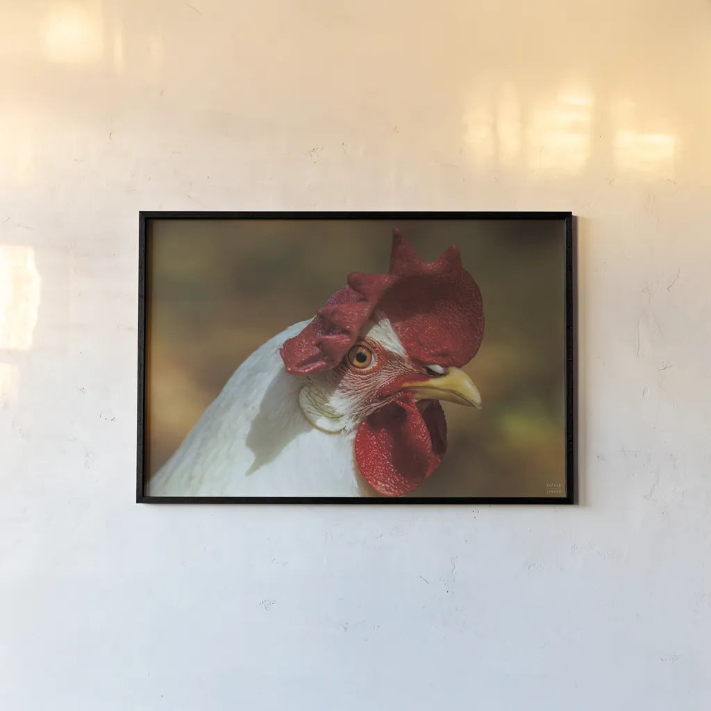 Chicken in the Sun I by Nathan Larson. shown as a paper print in a black flame. Available as a archival giclee rolled canvas, fine art paper, or poster print. SKU 97582i.